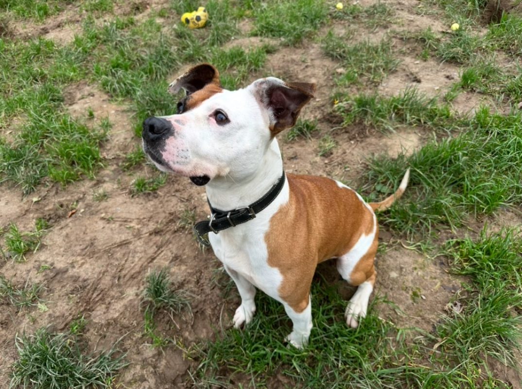 Perle - Chien à adopter - photo 4