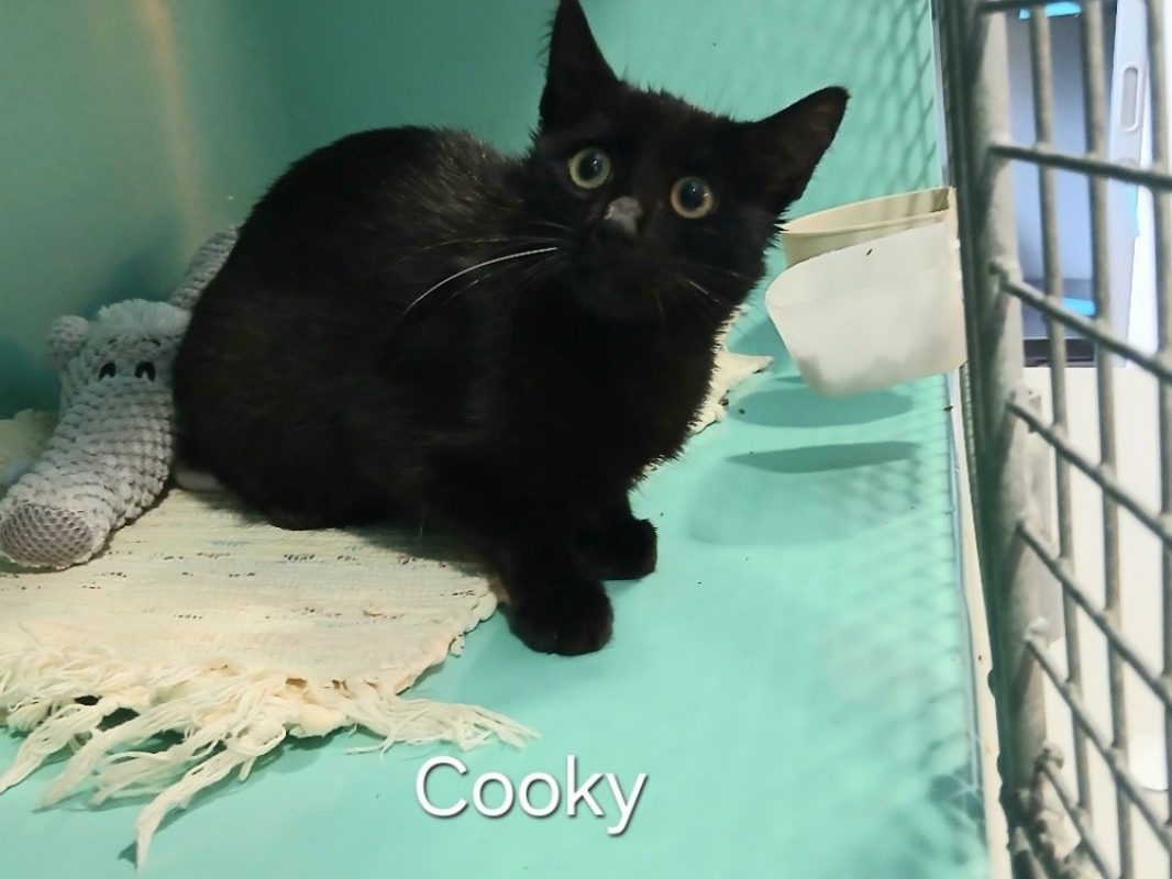 Cooky - Chat Européen à adopter