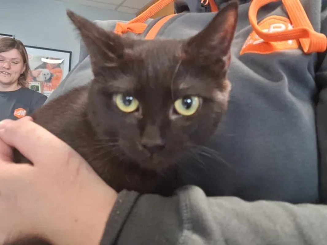 Blackette - Chat Européen à adopter