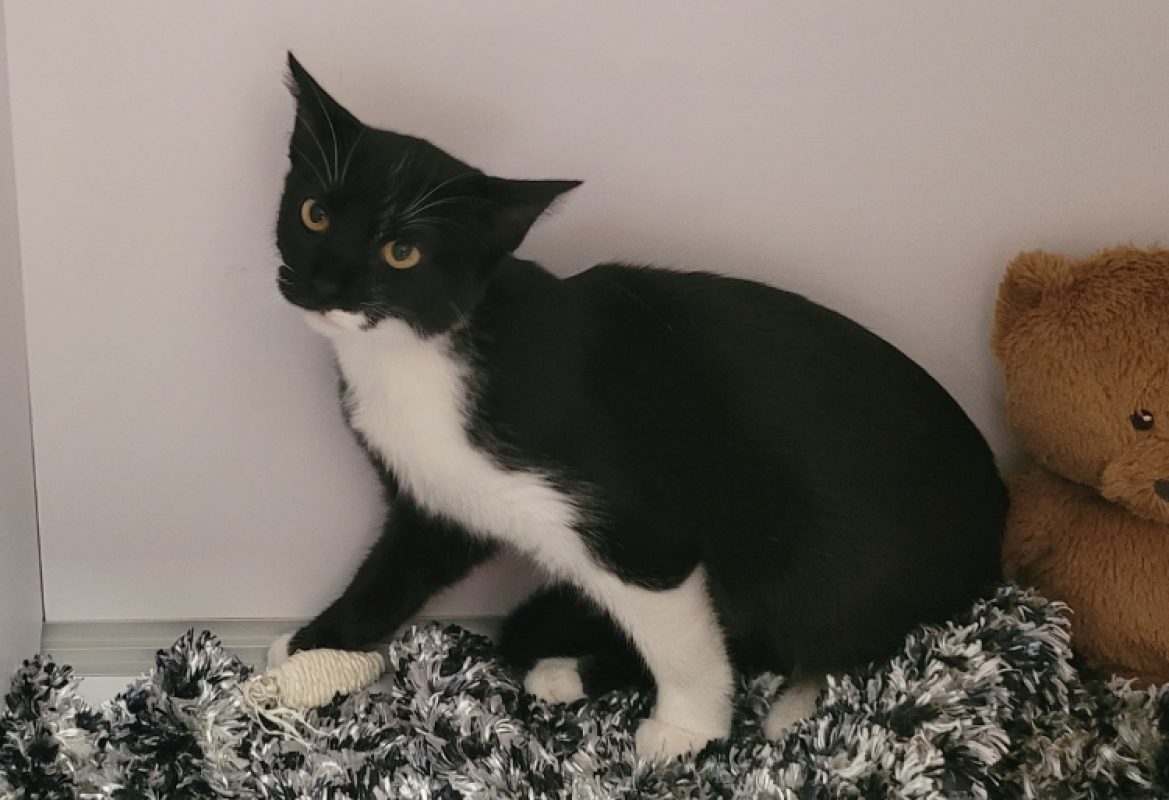 Milady - Chat Européen à adopter