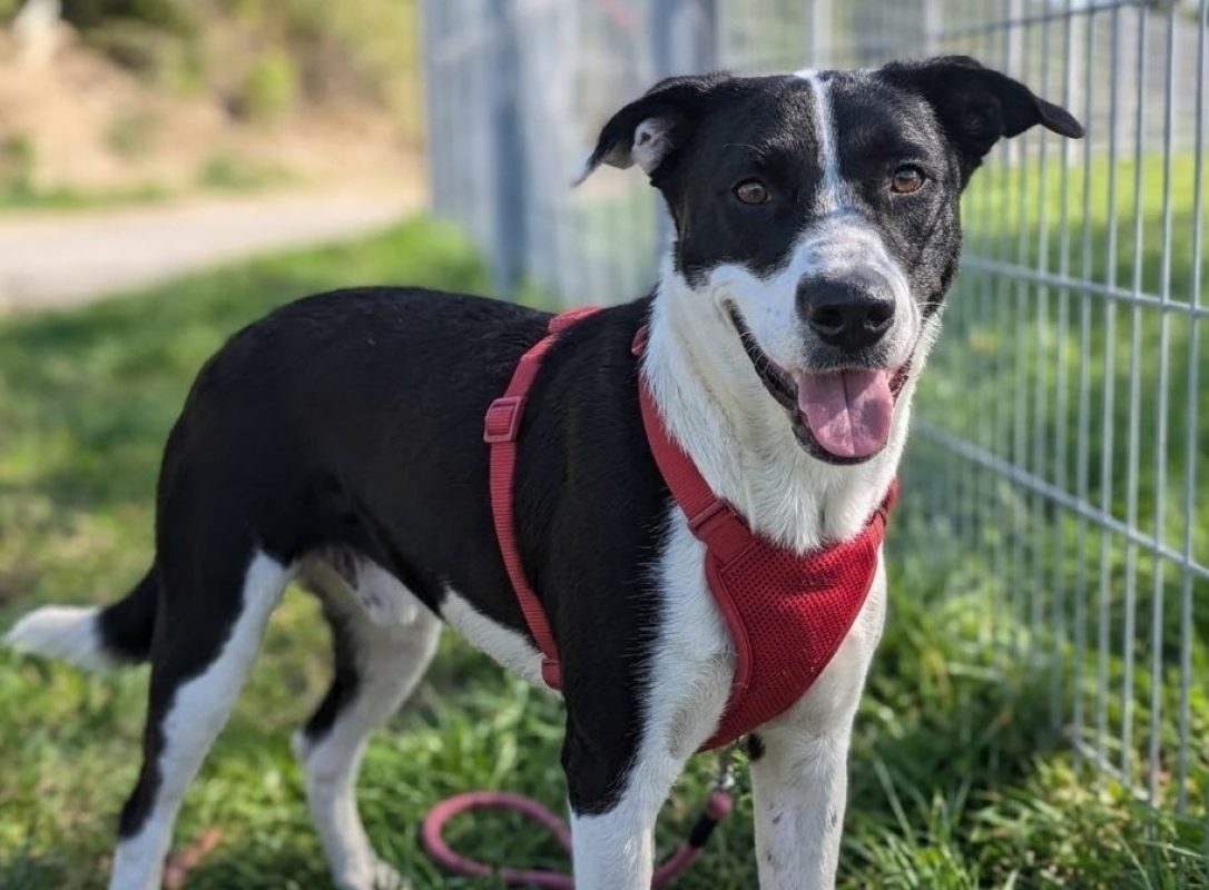 Appy - Chien Border Collie à adopter