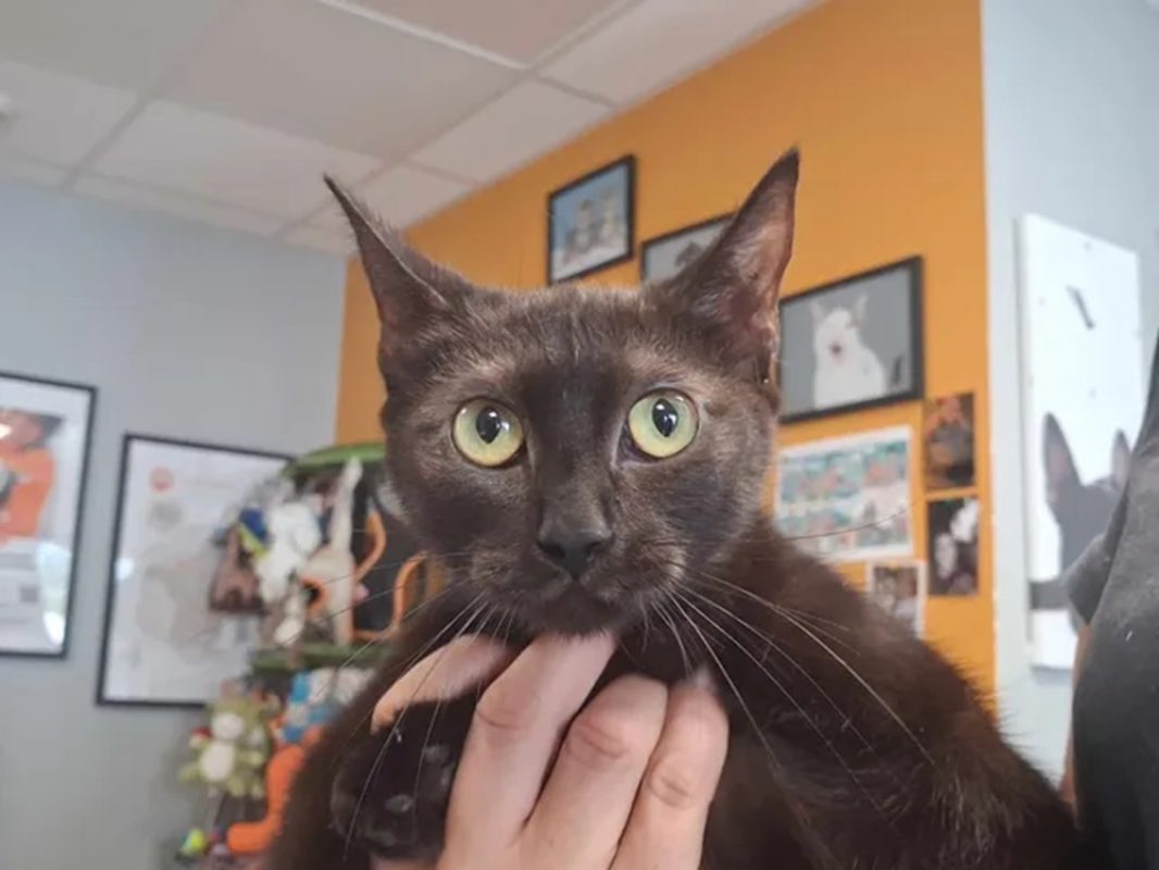 Baghera - Chat Européen à adopter