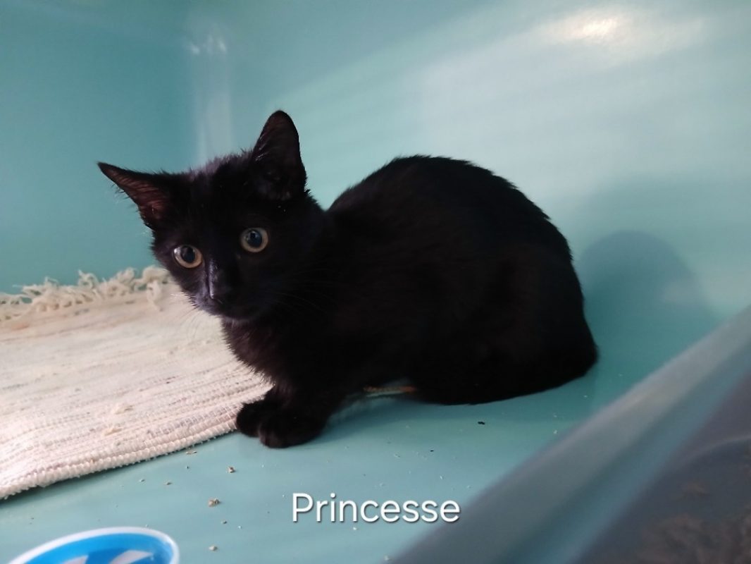 Princesse - Chat Européen à adopter