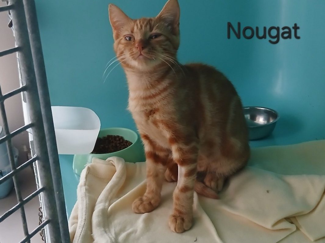 Nougat - Chat Européen à adopter