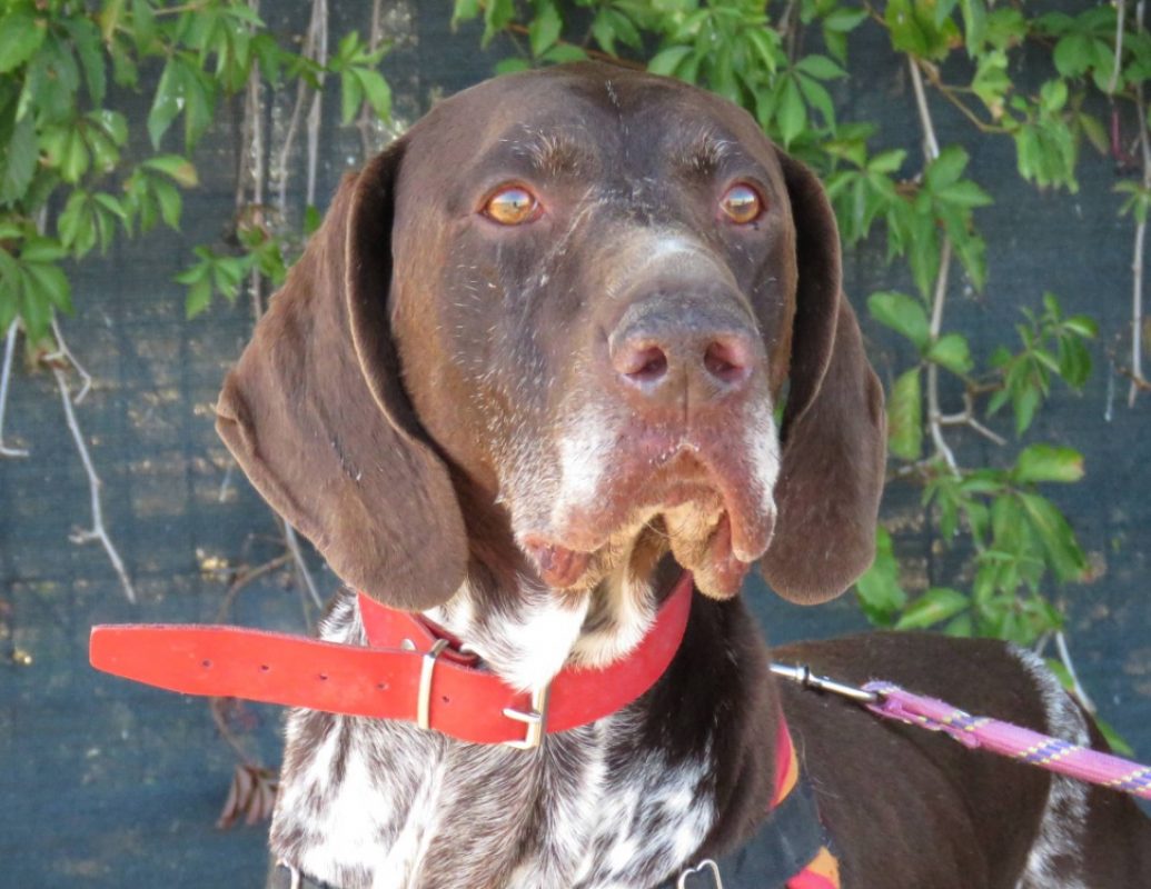 Neill - Chien Braque allemand à poil court à adopter