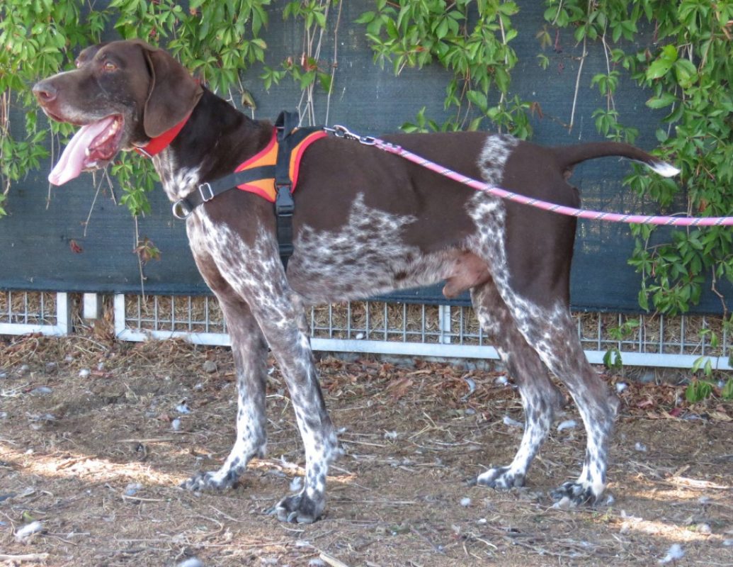 Neill - Chien Braque allemand à poil court à adopter - photo 2