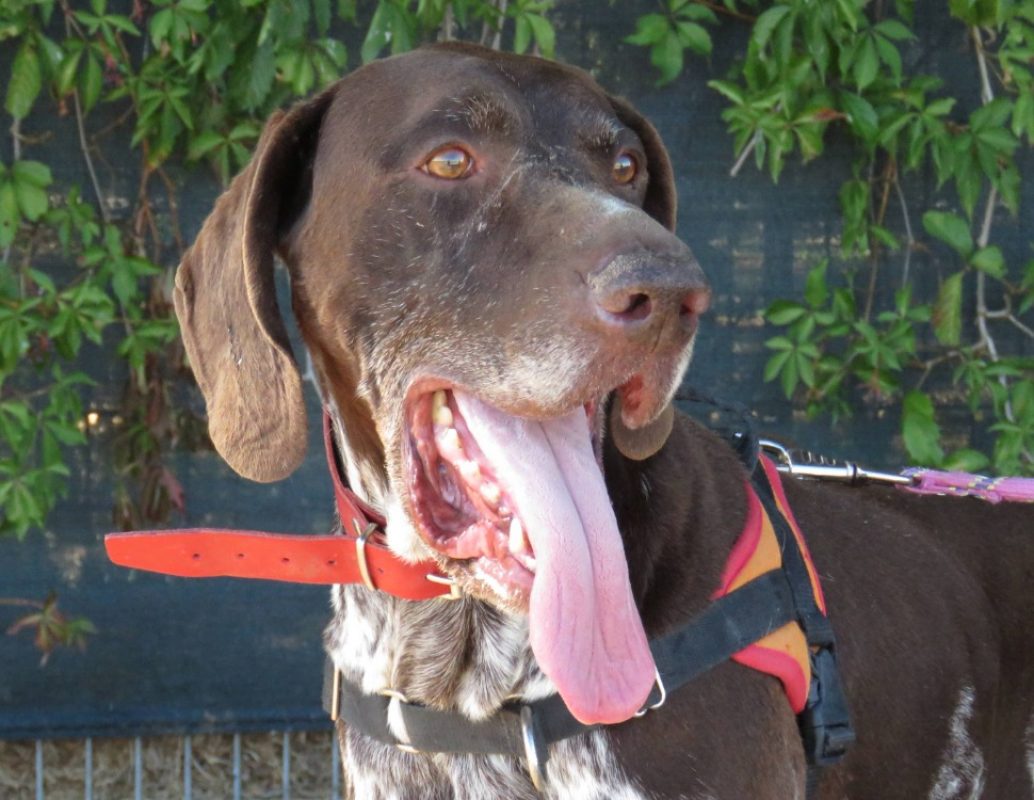 Neill - Chien Braque allemand à poil court à adopter - photo 3