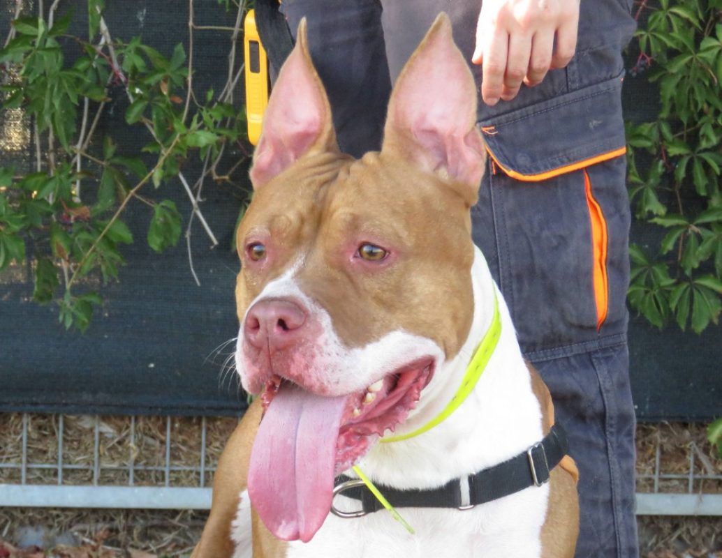 Nala - Chien à adopter