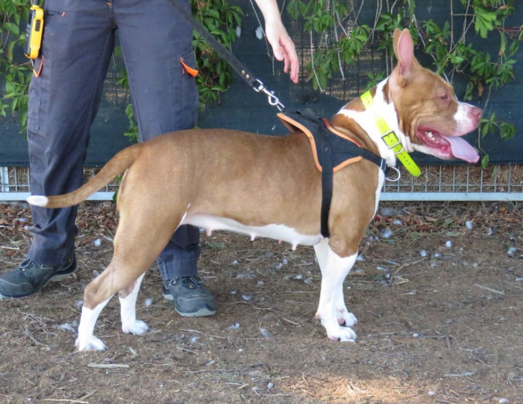 Nala - Chien à adopter - photo 2