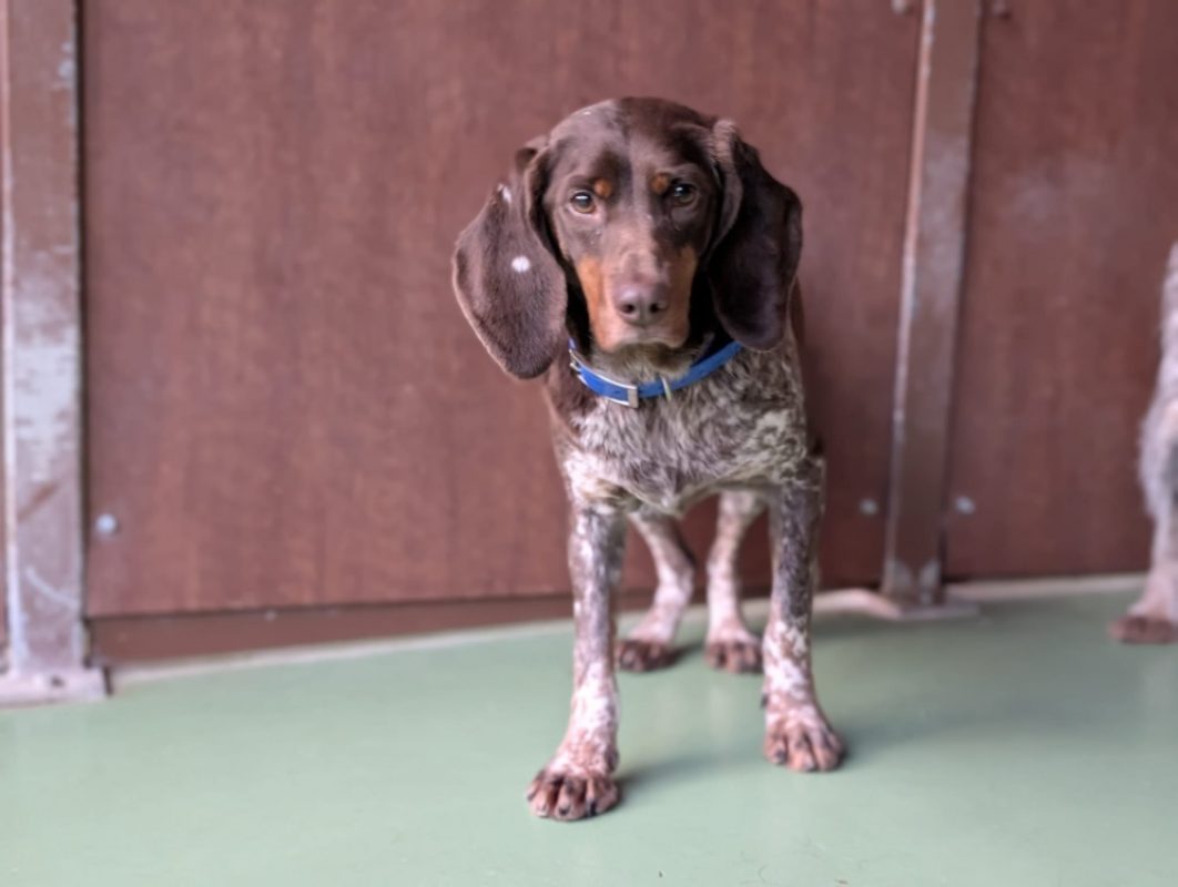 Lydia - Chien à adopter