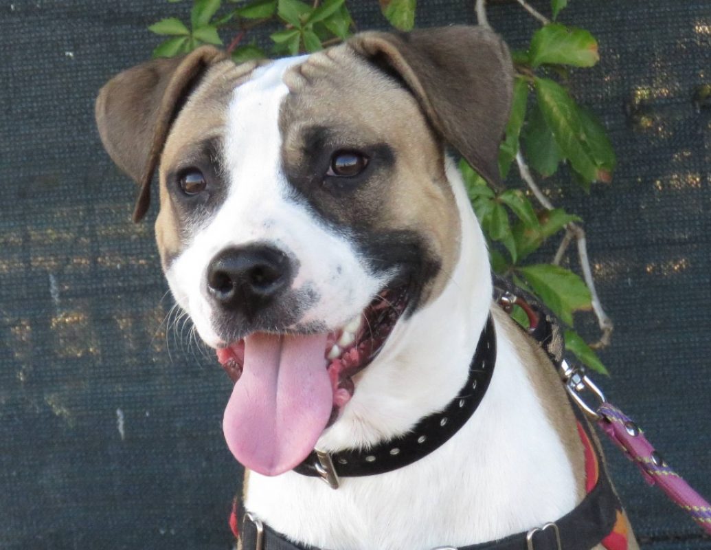Pixel - Chien à adopter