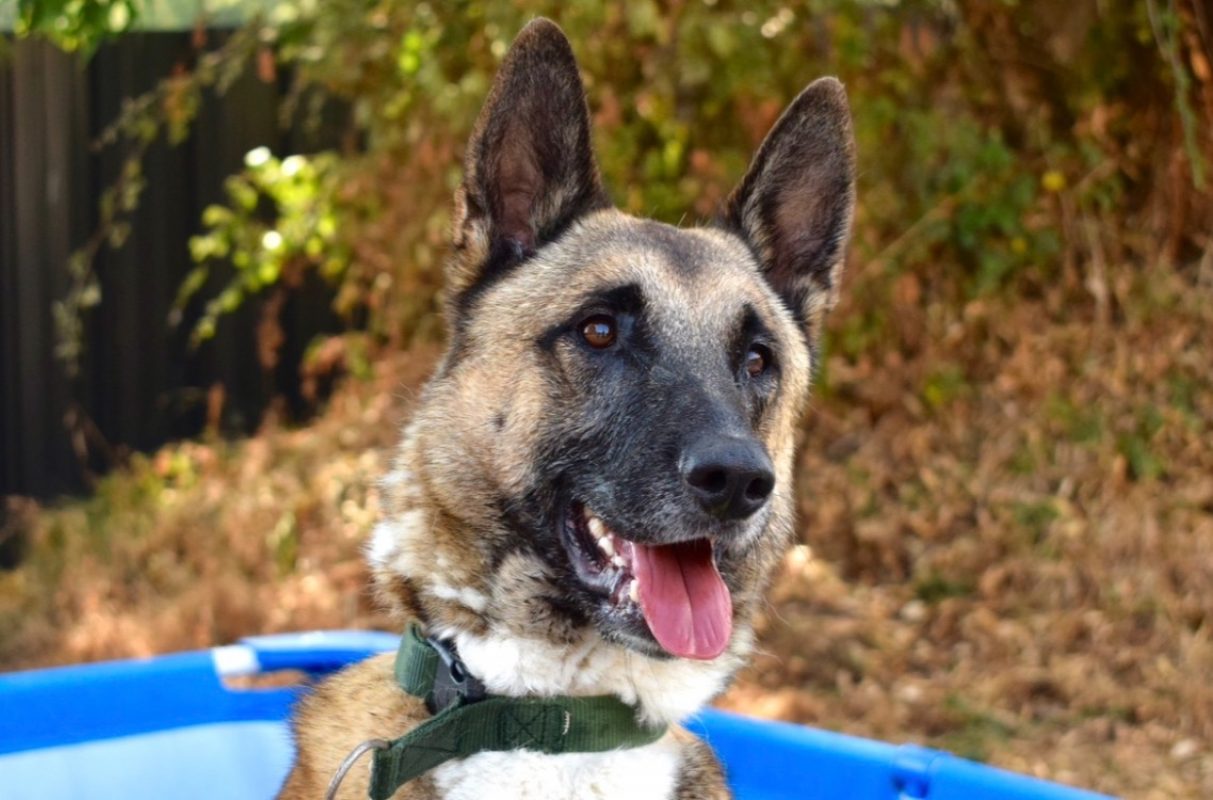 Sultan - Chien Berger Belge Malinois à adopter