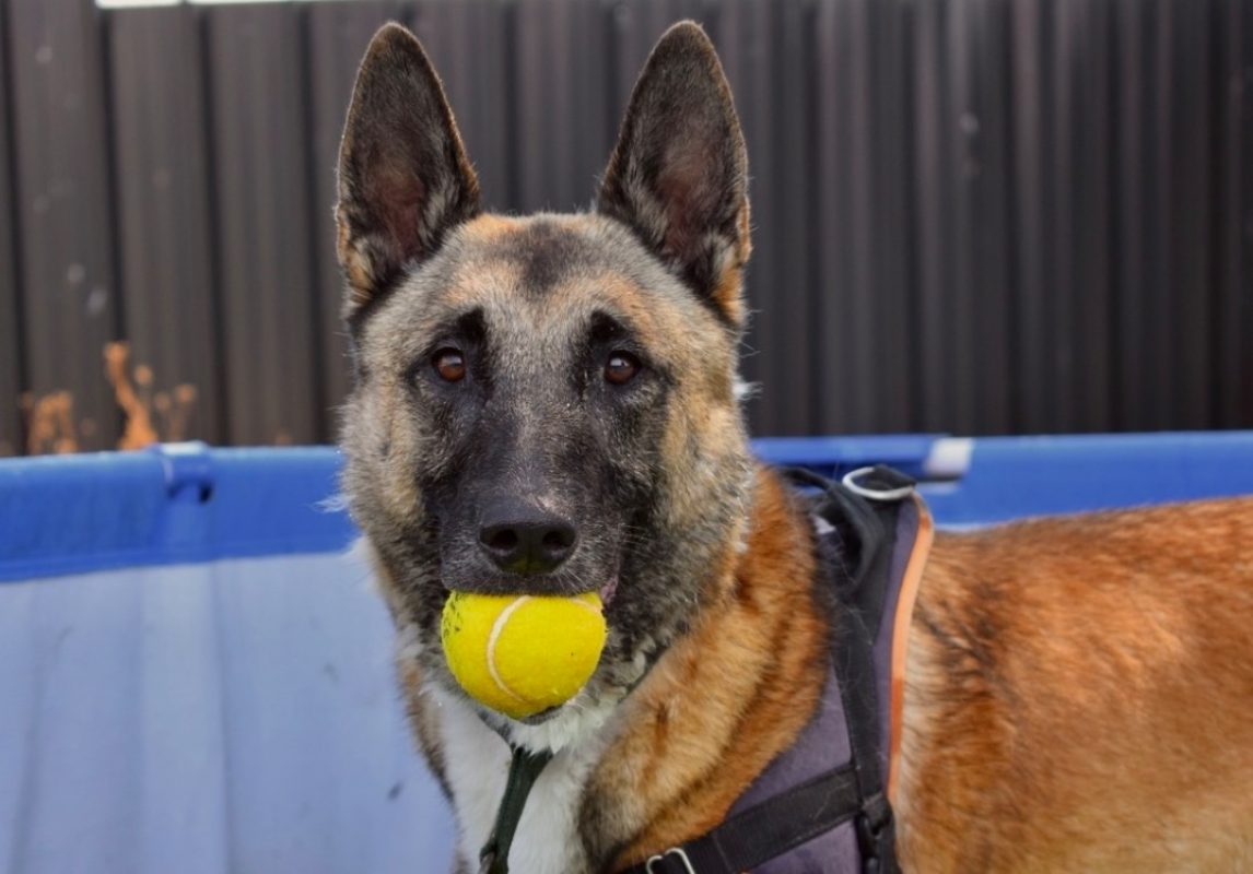 Sultan - Chien Berger Belge Malinois à adopter - photo 2
