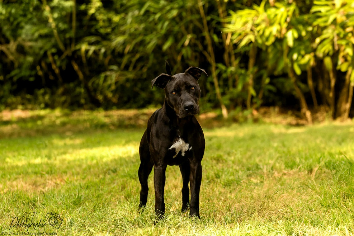 Cassia - Chien Bouledogue Américain à adopter