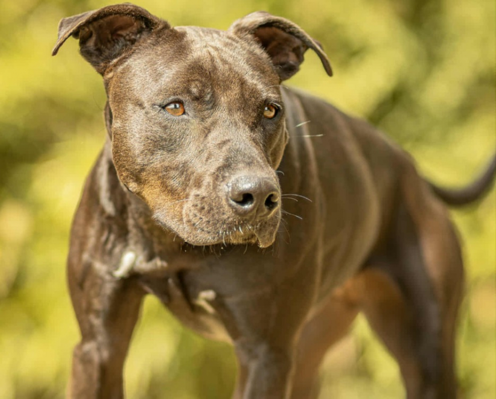 Cassia - Chien Bouledogue Américain à adopter - photo 2