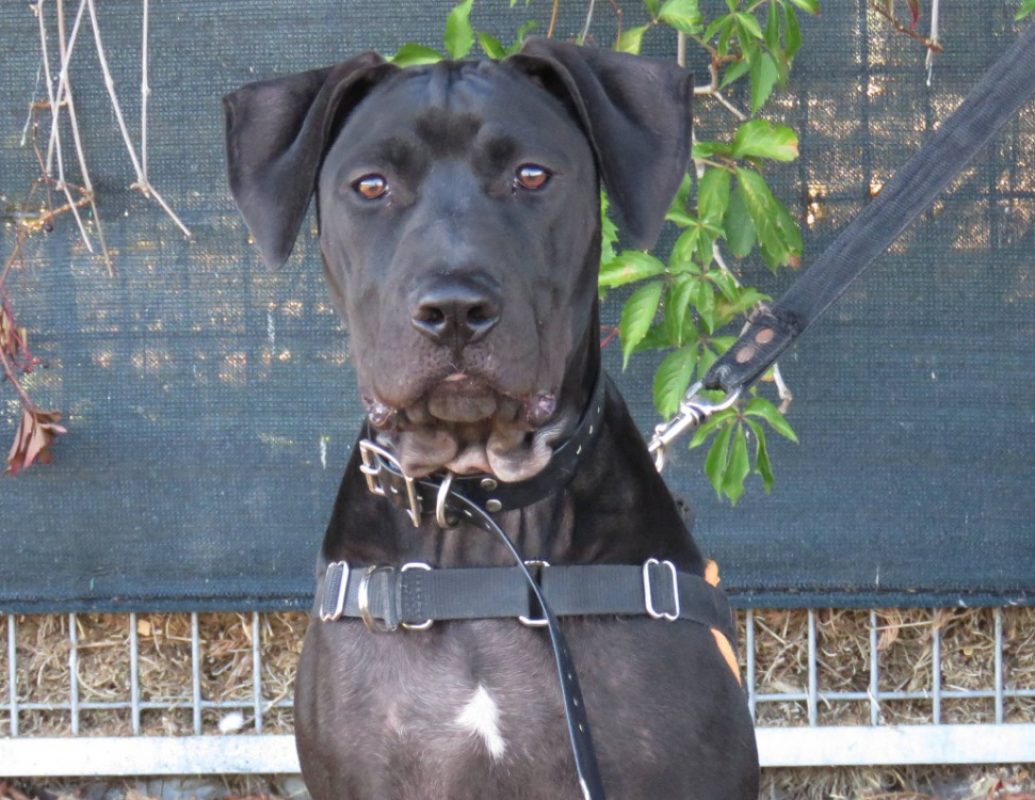 Parker - Chien Bouledogue Américain à adopter