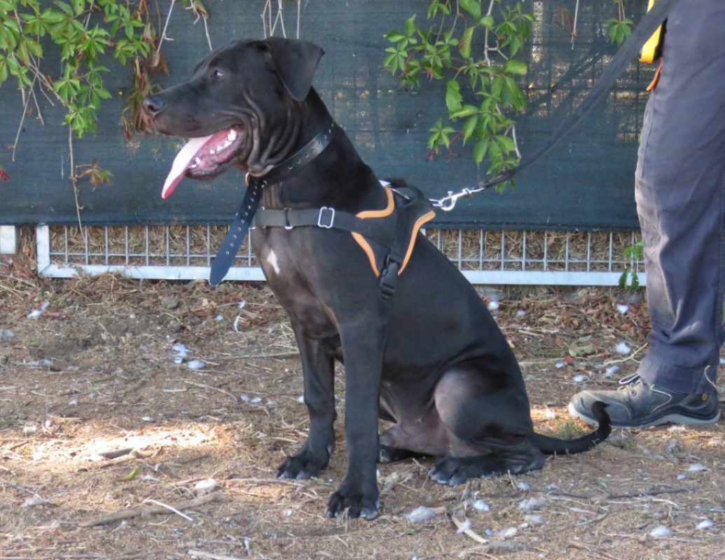 Parker - Chien Bouledogue Américain à adopter - photo 2