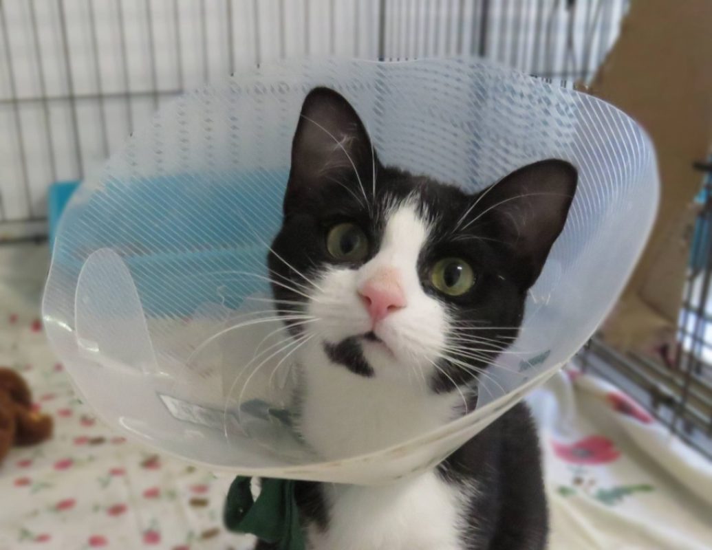 Mara - Chat Européen à adopter