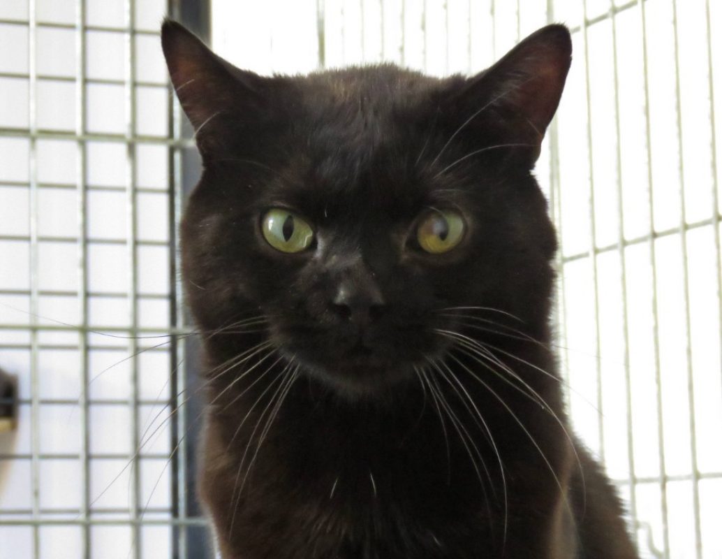 Maverick - Chat Européen à adopter