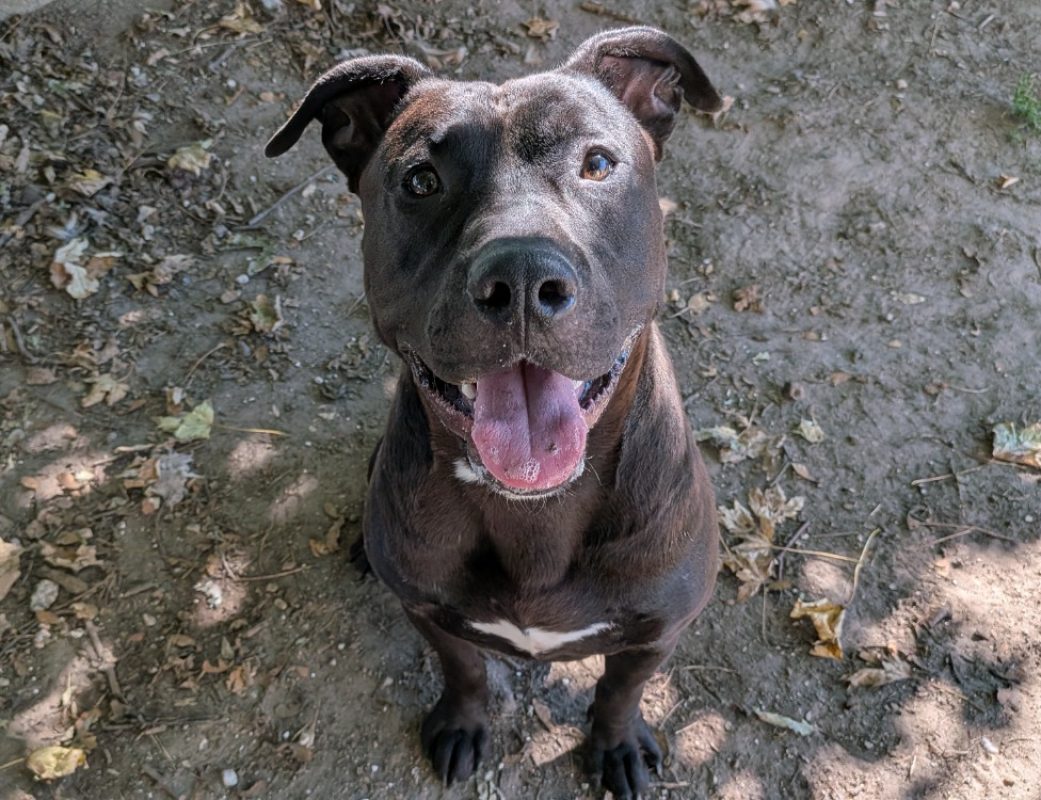 Diesel - Chien à adopter