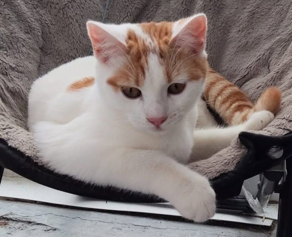 BOOL - Chat Européen à adopter