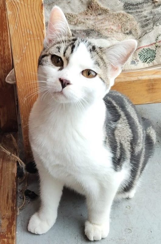 BERLIOZ - Chat à adopter