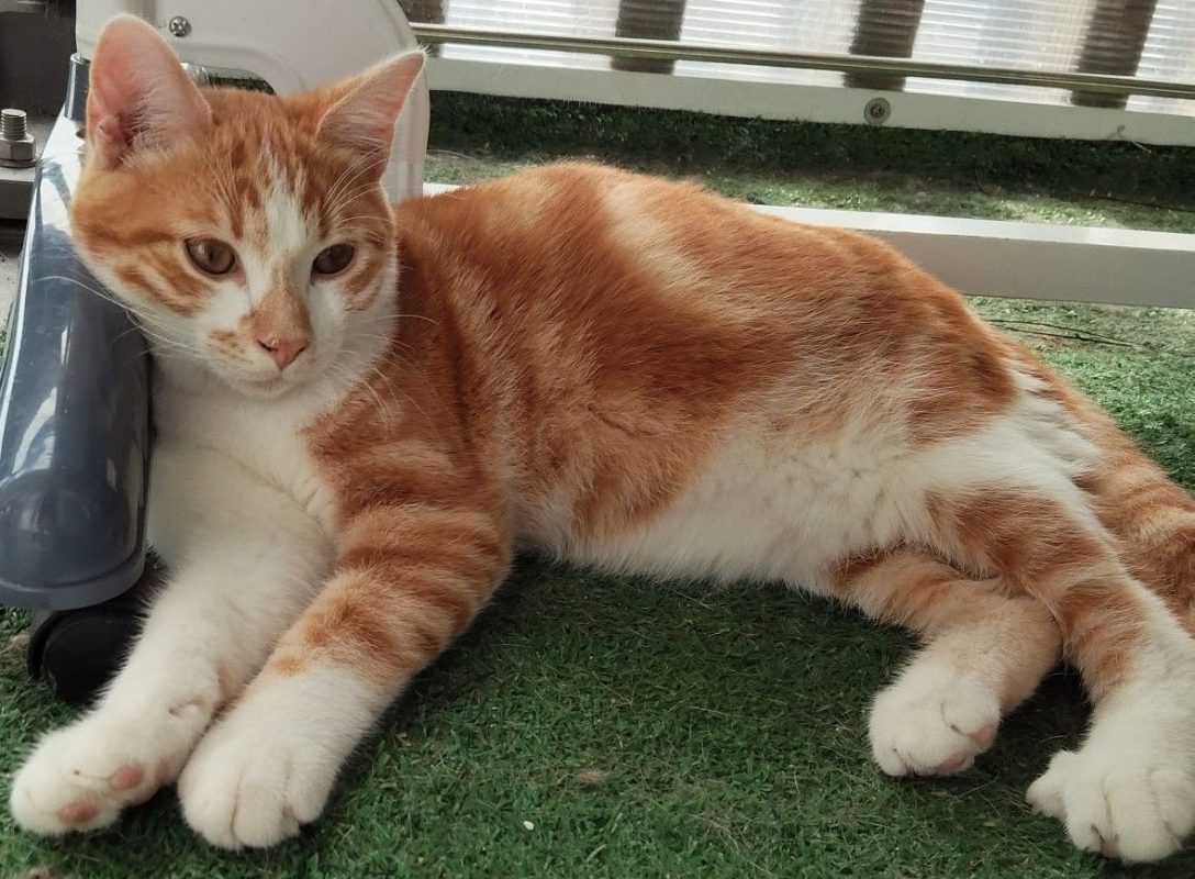 BILL - Chat à adopter