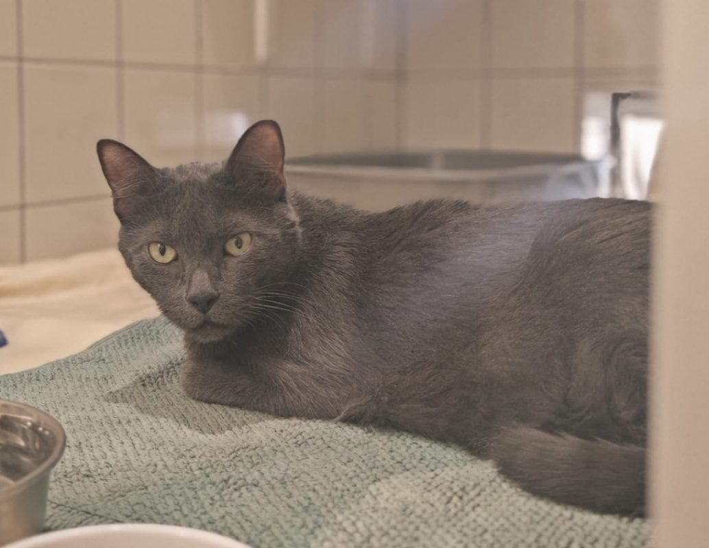 Pito - Chat Européen à adopter