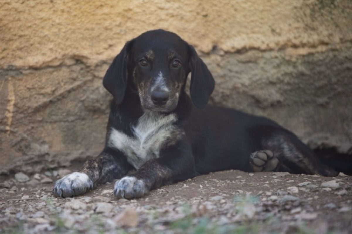 Harry - Chien à adopter