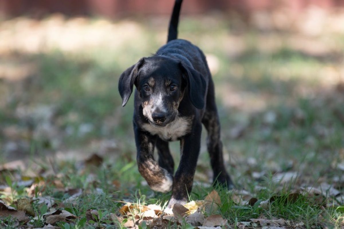 Harry - Chien à adopter - photo 2