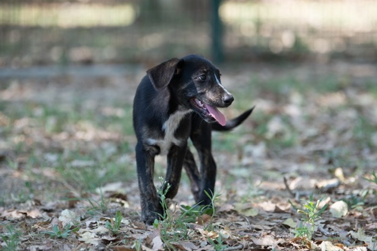 Harry - Chien à adopter - photo 3