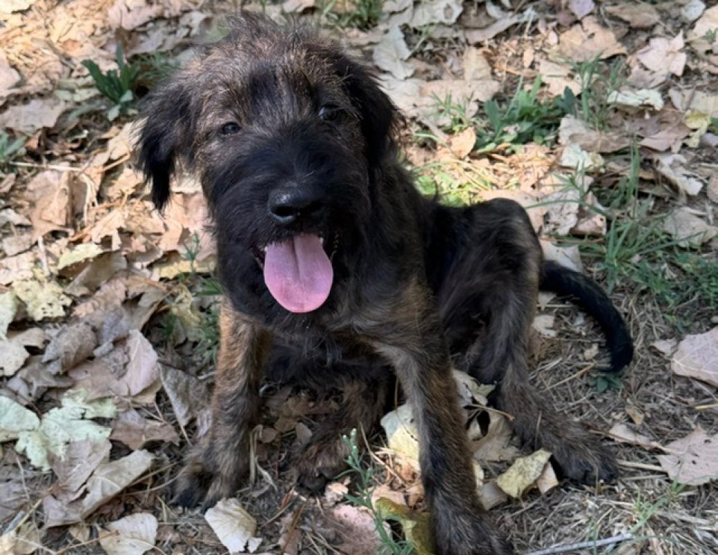 Reglisse - Chien à adopter