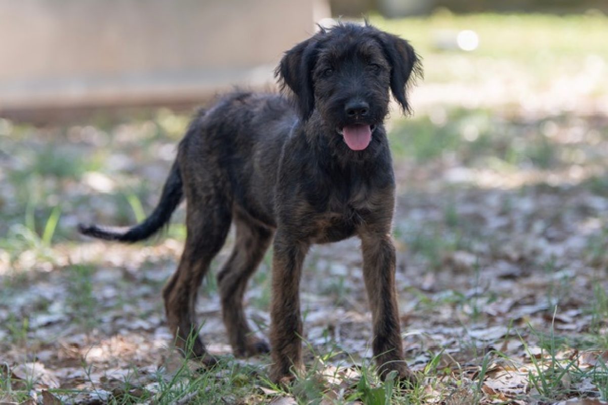Reglisse - Chien à adopter - photo 2