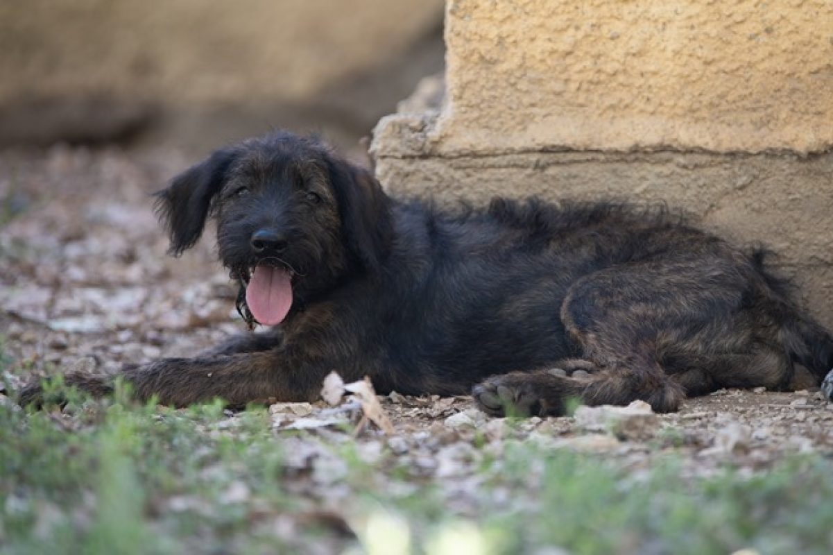 Reglisse - Chien à adopter - photo 3
