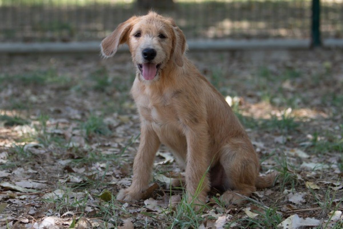 Gianny - Chien à adopter