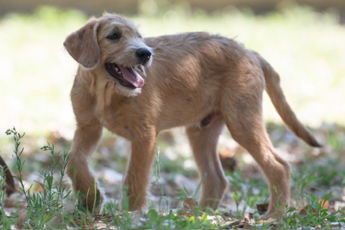 Gianny - Chien à adopter - photo 2
