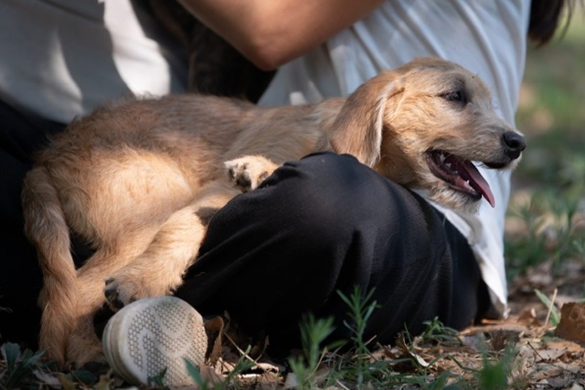 Gianny - Chien à adopter - photo 3