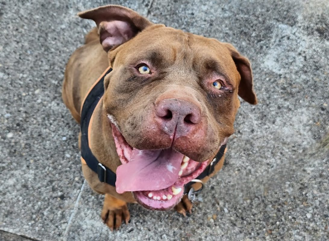 Boyka - Chien American Bully à adopter
