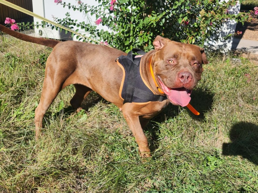 Boyka - Chien American Bully à adopter - photo 2