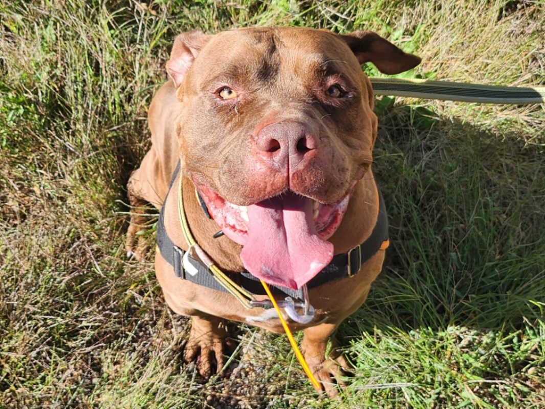 Boyka - Chien American Bully à adopter - photo 3