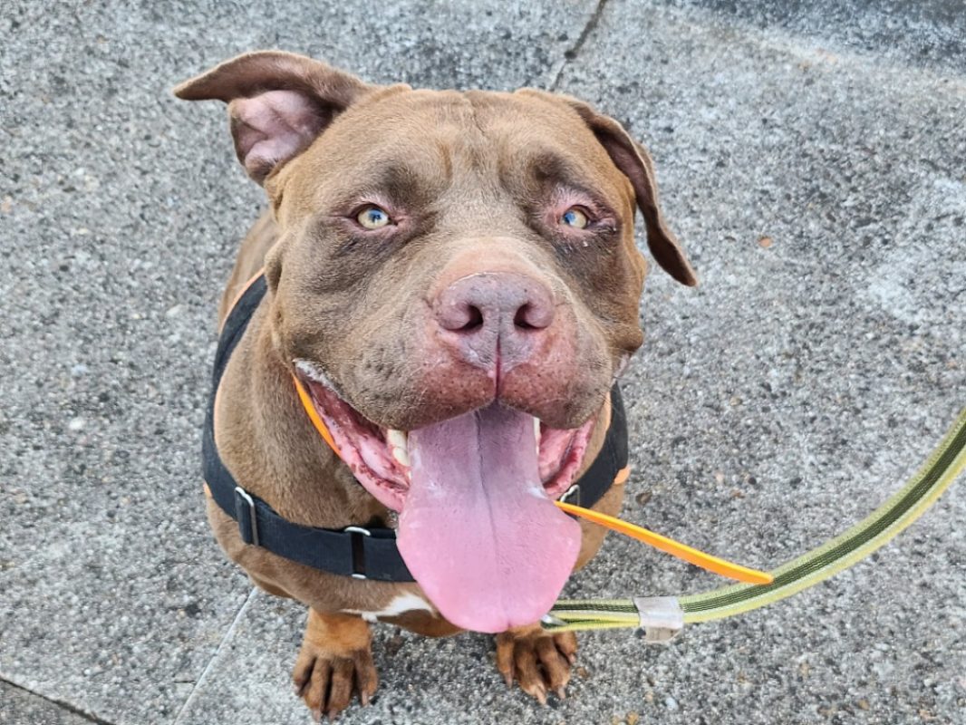 Boyka - Chien American Bully à adopter - photo 4