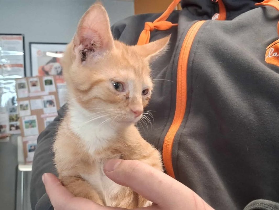 Finn - Chat Européen à adopter
