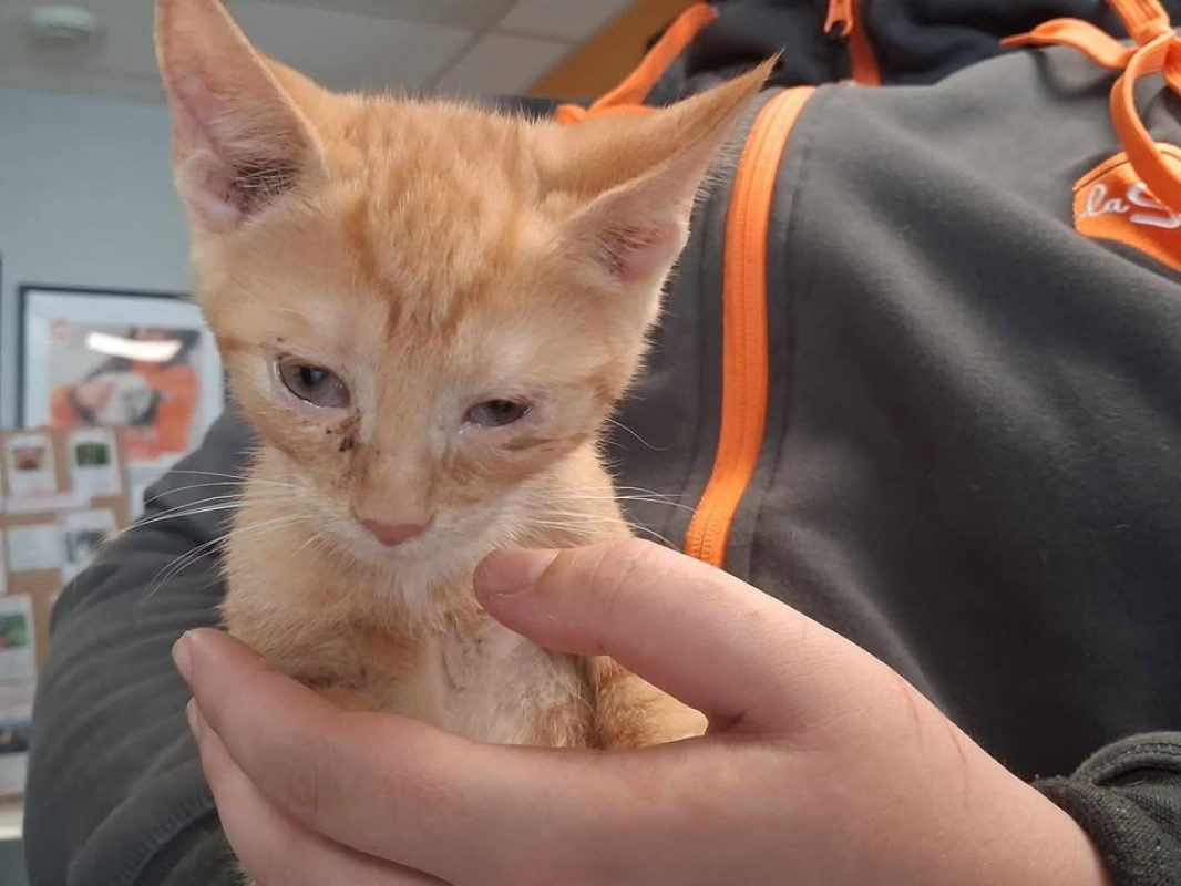 Finn - Chat Européen à adopter - photo 2
