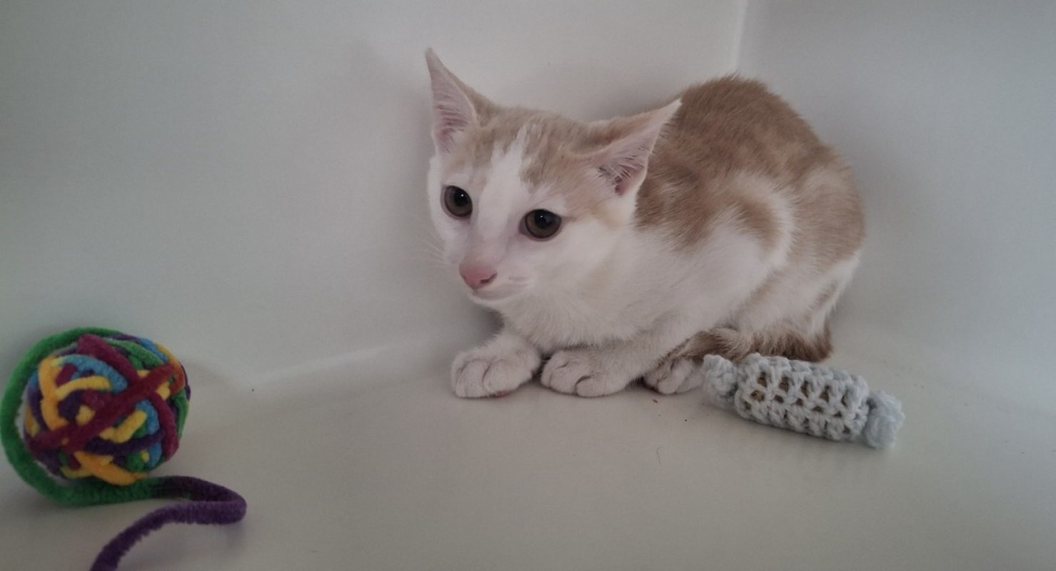 Gerard - Chat Européen à adopter
