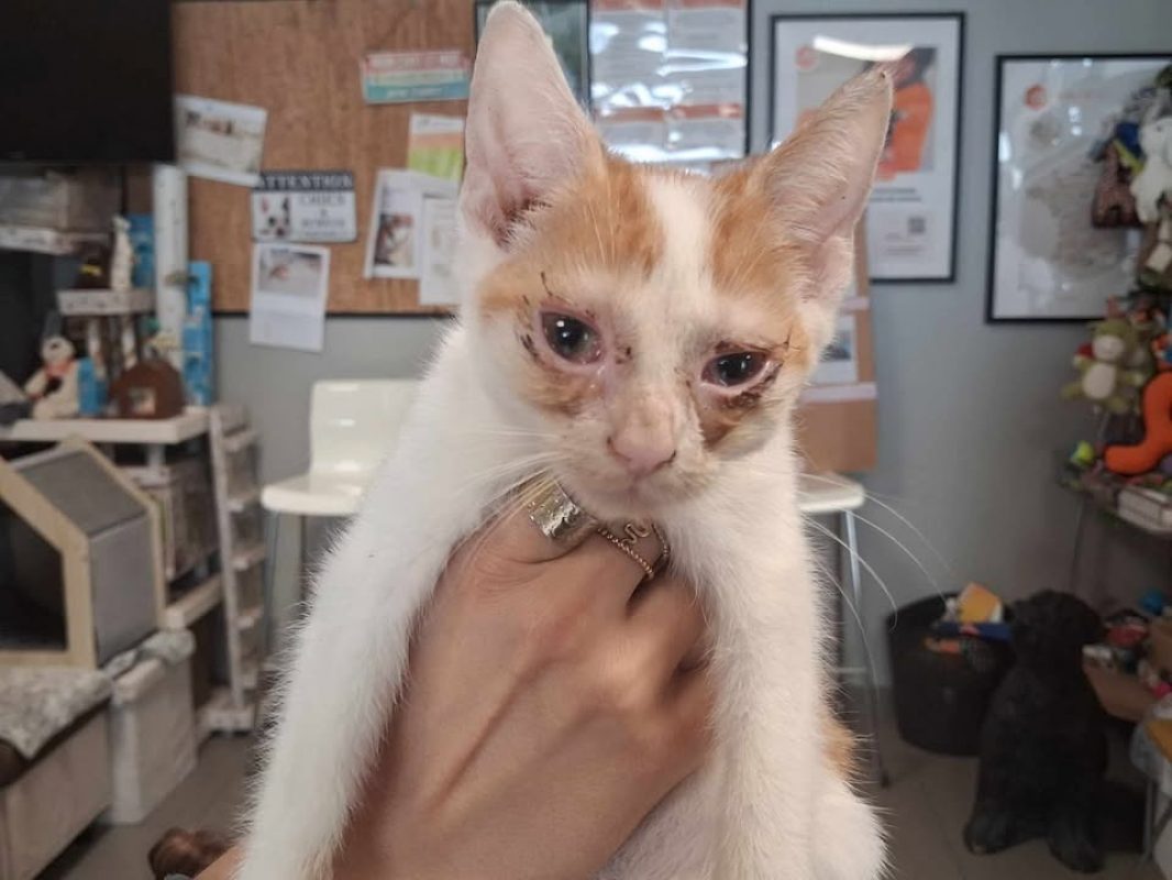 Oliver - Chat Européen à adopter
