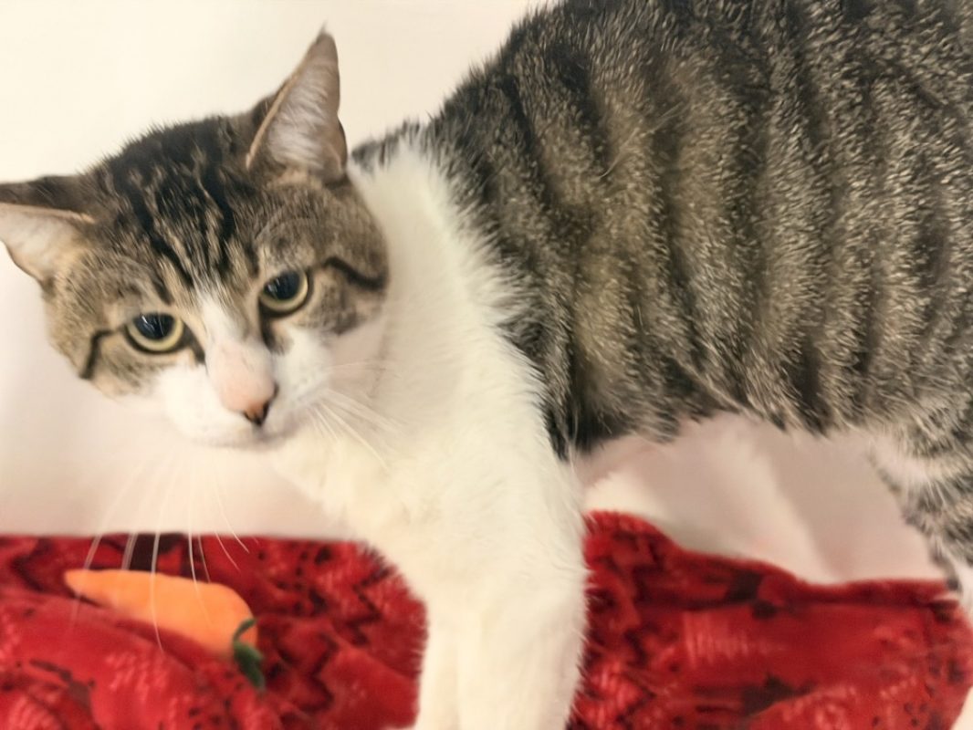 Psychocat - Chat Européen à adopter