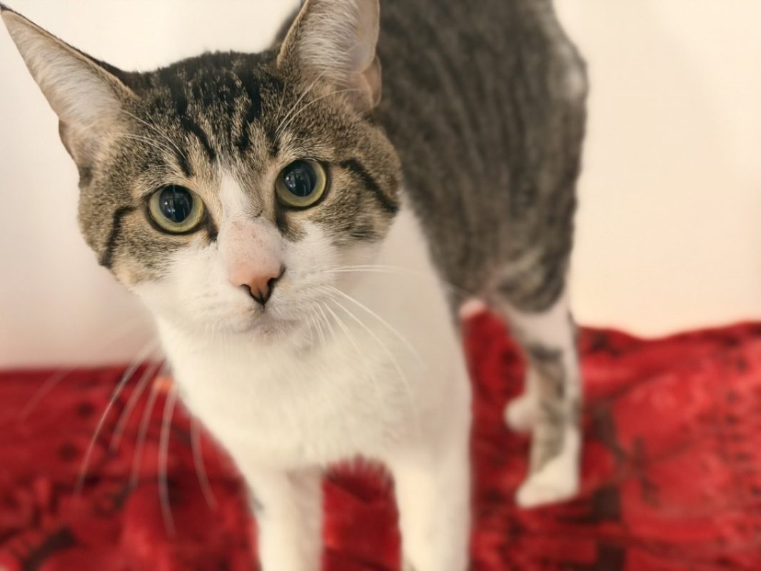 Psychocat - Chat Européen à adopter - photo 2