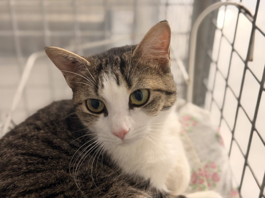 Killkenny - Chat Européen à adopter