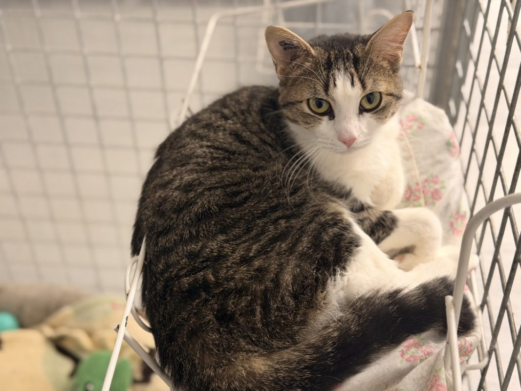 Killkenny - Chat Européen à adopter - photo 2