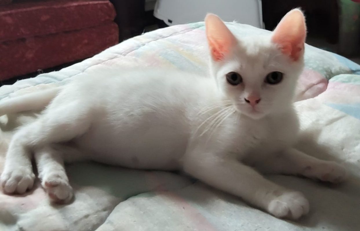 BASIL - Chat à adopter